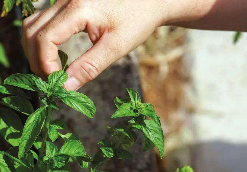 Bio-Kulinarik - Leit'n Franz, Pension in Ramsau am Dachstein Bio-Kulinarik - Leit'n Franz, Pension in Ramsau am Dachstein