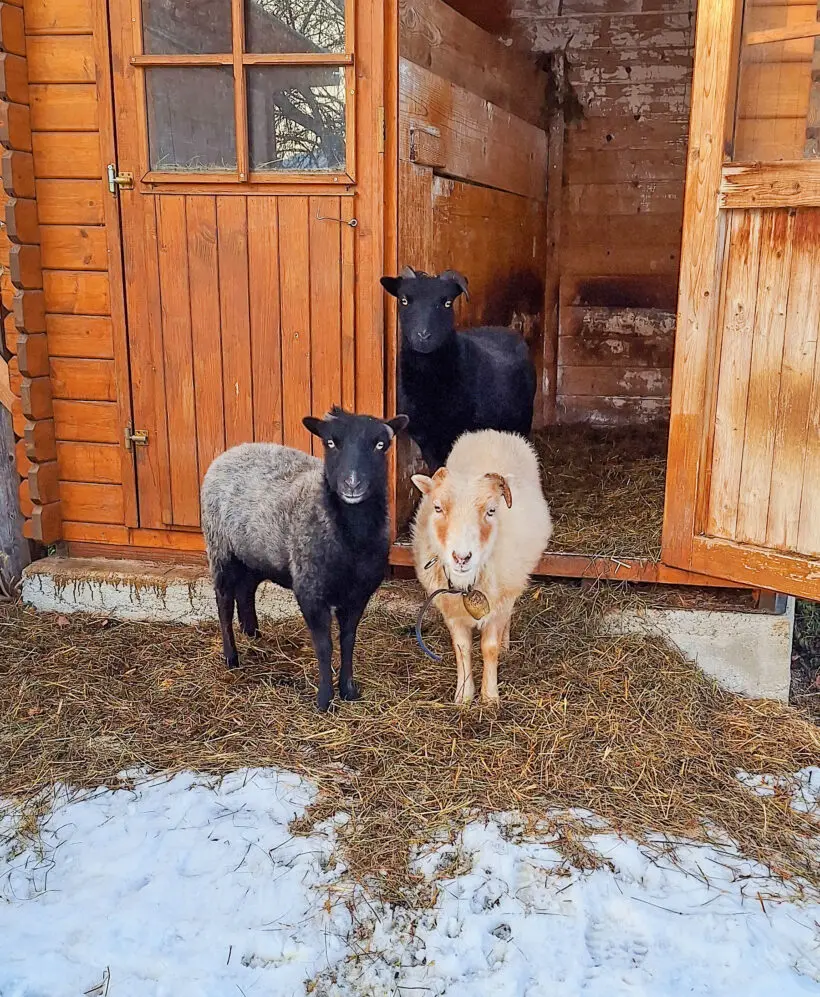 Streicheltiere - Leit'n Franz, Pension in Ramsau am Dachstein Streicheltiere - Leit'n Franz, Pension in Ramsau am Dachstein