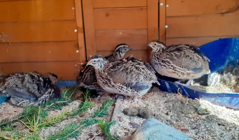 Tiere - Leit'n Franz, Pension in Ramsau am Dachstein