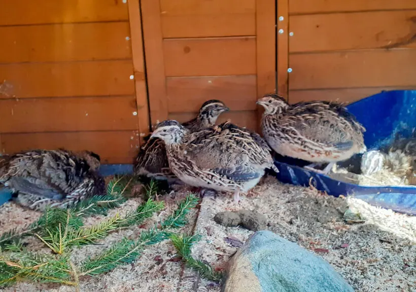 Tiere - Leit'n Franz, Pension in Ramsau am Dachstein Tiere - Leit'n Franz, Pension in Ramsau am Dachstein