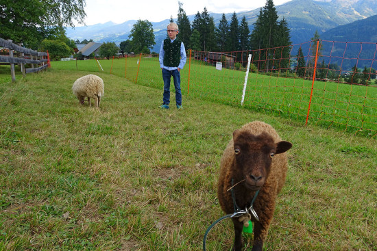 Zwergschafe im Kinderparadies im Hotel Leit'n-Franz in Ramsau
